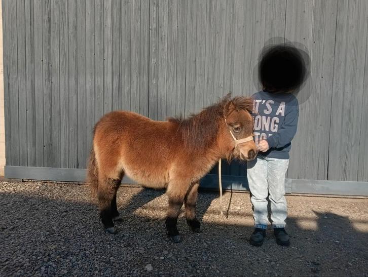 Klein lief merrie veulen, Dieren en Toebehoren, Pony's, Merrie