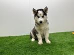 Siberische Husky pups