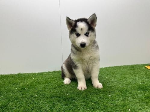 Siberische Husky pups, Dieren en Toebehoren, Honden | Poolhonden, Keeshonden en Oertypen, Meerdere dieren, Poolhond, Fokker | Professioneel