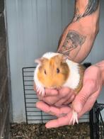 Jonge cavia, Juni, Cavia