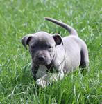 Amerikaanse Stafford pups, Dieren en Toebehoren, België, CDV (hondenziekte), 8 tot 15 weken, American Staffordshire Terriër