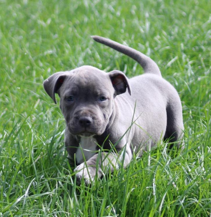 Amerikaanse Stafford pups, Dieren en Toebehoren, Honden | Jack Russells en Terriërs, Meerdere dieren, American Staffordshire Terriër