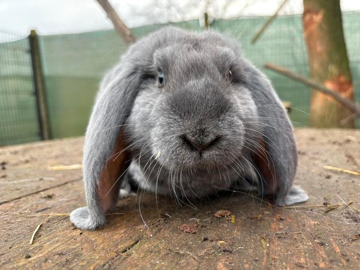 Franse hangoor rammen, Animaux & Accessoires, Lapins, Oreilles tombantes