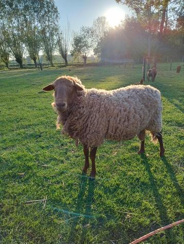Grote ram te koop beschikbaar voor biedingen