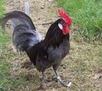 Hanen, Dieren en Toebehoren, Kip