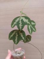 Passiflora trifasciata, Ophalen of Verzenden