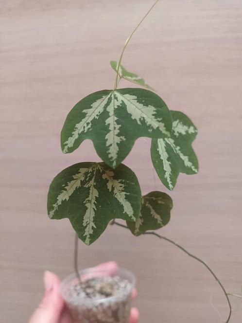 Passiflora trifasciata, Huis en Inrichting, Kamerplanten, Ophalen of Verzenden