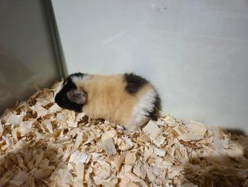 Super lief jong US Teddy cavia beertje
 beschikbaar voor biedingen