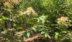 Lijsterbes of Sorbus aucuparia, Ophalen of Verzenden