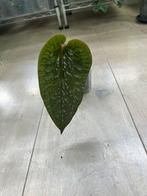 Anthurium Luxurians x Radicans, Huis en Inrichting, Kamerplanten, Ophalen of Verzenden