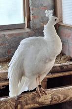 Pauwen: witte hen, Dieren en Toebehoren, Pluimvee