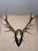 Bois de cerf, Verzamelen, Dierenverzamelingen, Ophalen, Gebruikt, Hert, Gewei of Kop