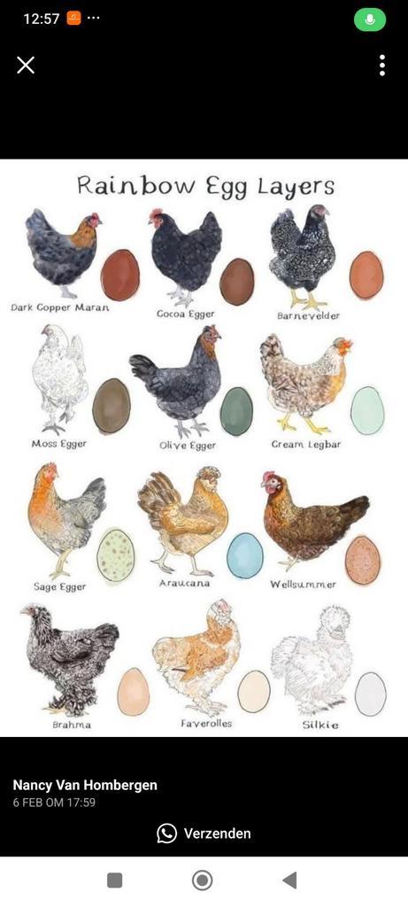 Gezocht groenleggers, Dieren en Toebehoren, Pluimvee