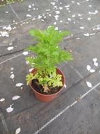 Roomse Kamille - wit - klein plantje, Tuin en Terras, Ophalen, Zomer, Vaste plant, Halfschaduw