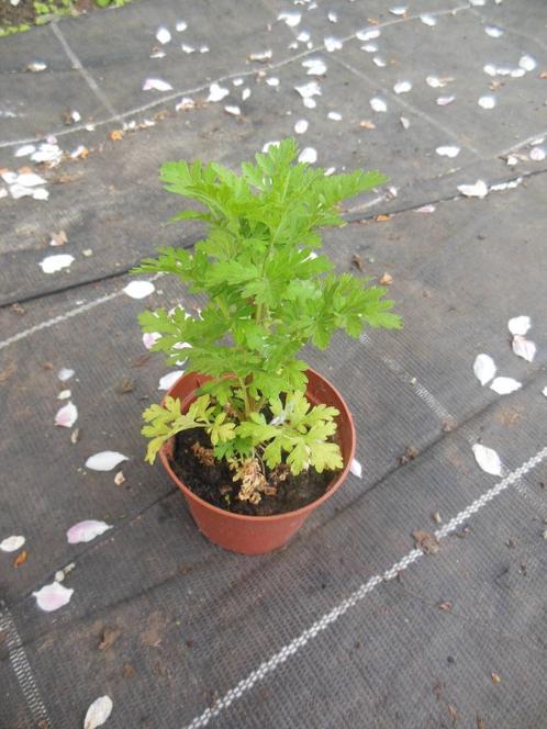 Roomse Kamille - wit - klein plantje, Tuin en Terras, Planten | Tuinplanten, Vaste plant, Halfschaduw, Zomer, Ophalen