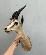 Afrikaanse gazelle -taxidermie, Verzamelen, Ophalen of Verzenden, Gebruikt, Wild dier, Gewei of Kop