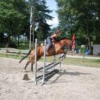 Leuk recreatiepaard te koop!, Dieren en Toebehoren, Paarden, Ruin, M, 11 jaar of ouder, Recreatiepaard