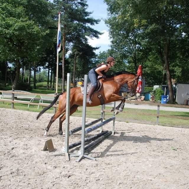 Leuk recreatiepaard te koop!, Dieren en Toebehoren, Paarden, Ruin, M, 165 tot 170 cm, 11 jaar of ouder, Recreatiepaard