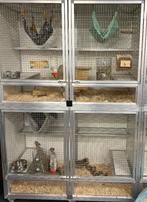 Knaagdieren kooi + toebehoren, Dieren en Toebehoren, Ophalen, Zo goed als nieuw, Kooi, Chinchilla