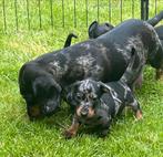 Chiots teckel nains/canins à poil court, élevés à la maison, Parvovirose, Plusieurs, Belgique, 8 à 15 semaines