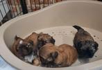 Shih-Tzu, België, Overige rassen, CDV (hondenziekte), 8 tot 15 weken