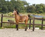 Jaarling valk merrie, Dieren en Toebehoren, Hengst