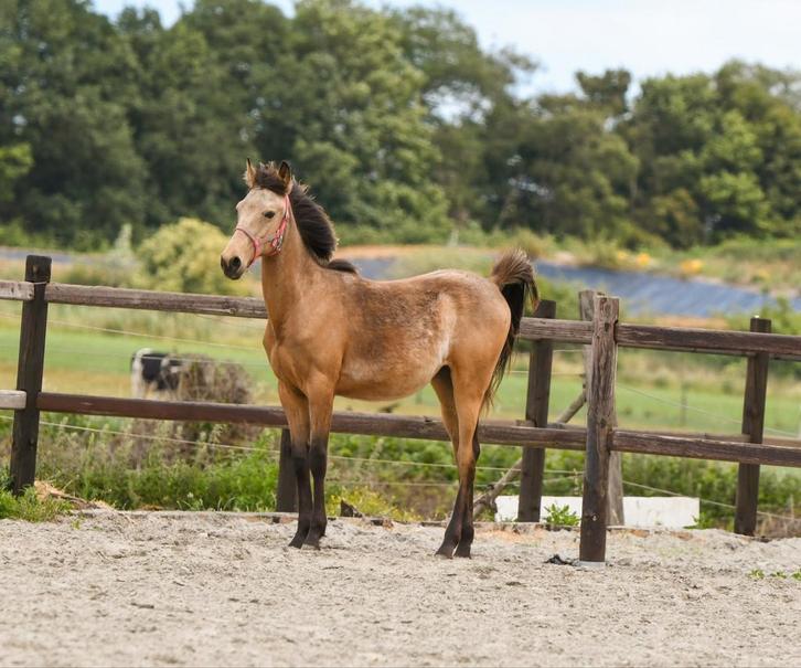 Jaarling valk merrie, Dieren en Toebehoren, Pony's, Hengst