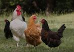 Kippen,fazanten,eenden,hanen,kwartels, Animaux & Accessoires