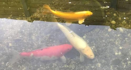 3 grote en prachtige Kois te koop, Animaux & Accessoires, Poissons | Poissons d'étang, Carpe ou Koï