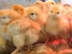 jour : poussins : 7 races, 100 % poules, résultat : 25 juin, Poule ou poulet, Femelle