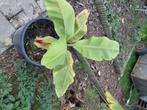 Bananenboom Musa Basjoo 60 cm, Tuin en Terras, Ophalen, Zomer, In pot, Minder dan 100 cm