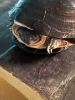 Klapborstschildpad ( vrouwtje), Dieren en Toebehoren, Reptielen en Amfibieën, Schildpad, Tam, 0 tot 2 jaar