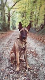 Malinois LOF à donner, Comme neuf