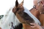 Uniek getekend bonte hengstenveulentje geboren 31 3 25, Dieren en Toebehoren, Paarden, Z