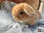 Raszuiver baby minilop konijn voedster (transport mogelijk), Dieren en Toebehoren, Konijnen, Vrouwelijk, Dwerg, Hangoor, 0 tot 2 jaar