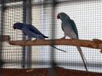 Halsbandparkieten, Dieren en Toebehoren