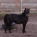 Mini paard hengst twee jaar knap en slim basis mennen, Dieren en Toebehoren, Paarden, Hengst