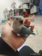 Baby  roseicollis  papagai 1 blauwe, Dieren en Toebehoren, Vogels | Parkieten en Papegaaien