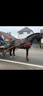 Jument à vendre, Animaux & Accessoires, Jument