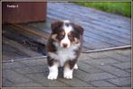 Prachtig bruin tricolor Border Collie teefje, Dieren en Toebehoren, Honden | Herdershonden en Veedrijvers, België, CDV (hondenziekte)