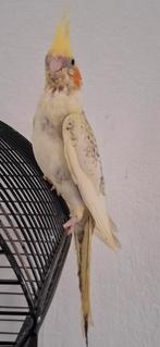 Jonge valkparkiet tam regio Aalter, Dieren en Toebehoren, Vogels | Parkieten en Papegaaien, Tam