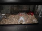 Gratis hamster, Dieren en Toebehoren, Ophalen, Hamster