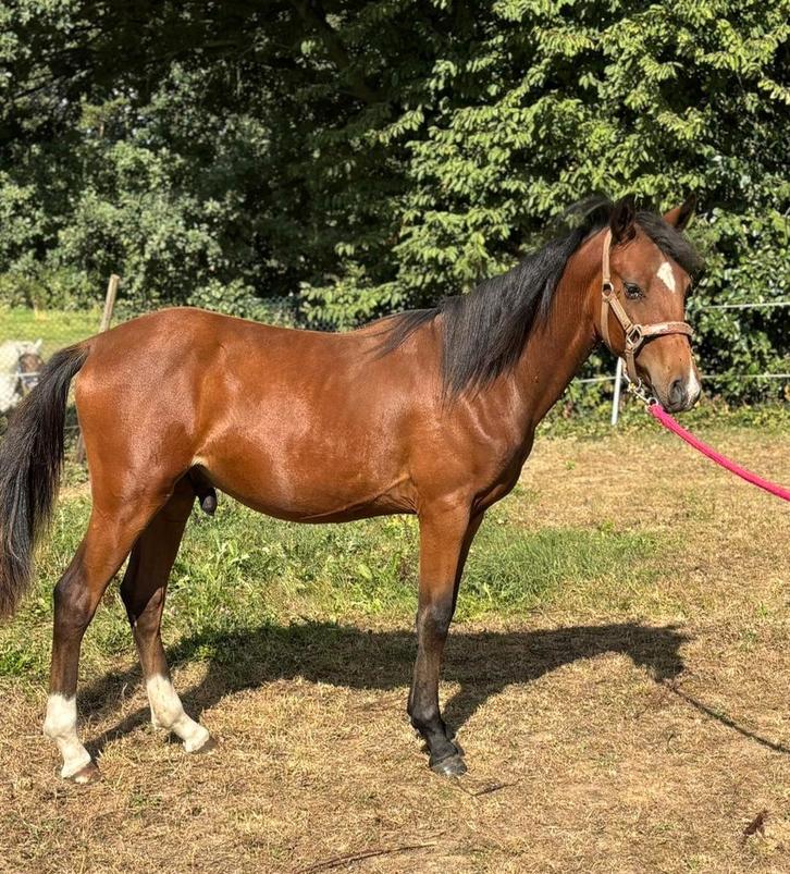 Laatste kans chique 1,5 jarige D pony, Dieren en Toebehoren, Pony's, Hengst, Onbeleerd, D pony (1.37m tot 1.48m), 0 tot 2 jaar
