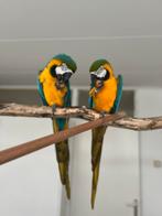 Een bewezen koppel blauwe gele ara half tam, Dieren en Toebehoren, Vogels | Parkieten en Papegaaien, Meerdere dieren, Papegaai