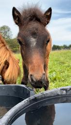 Magnifique pouliche poney B à réserver, Animaux & Accessoires, Chevaux