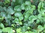 Aardbeiplanten, Tuin en Terras, Ophalen, Volle zon, Vaste plant, Fruitplanten
