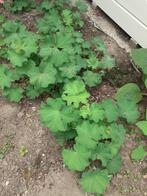 Vrouwenmantel, alchemilla mollis, Ophalen
