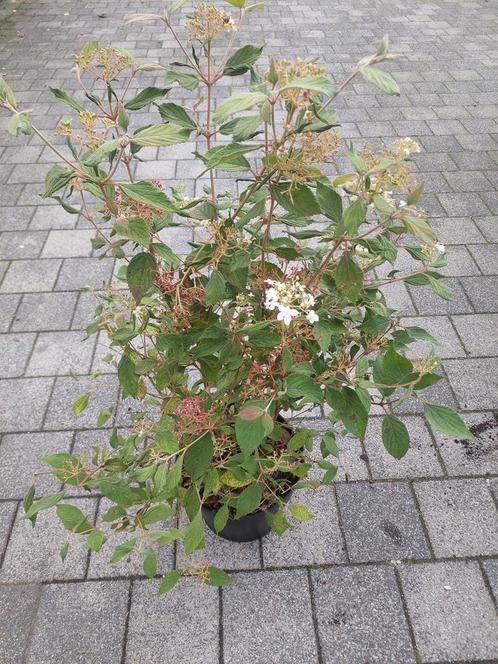 Viburnum "Watanabe", Jardin & Terrasse, Plantes | Arbustes & Haies, Arbuste, Enlèvement ou Envoi