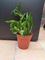 Epipremnum shangri la nr 60, Huis en Inrichting, Kamerplanten, Ophalen