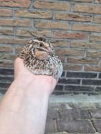 Trio Japanse kwartels, aan de leg, Dieren en Toebehoren, Pluimvee